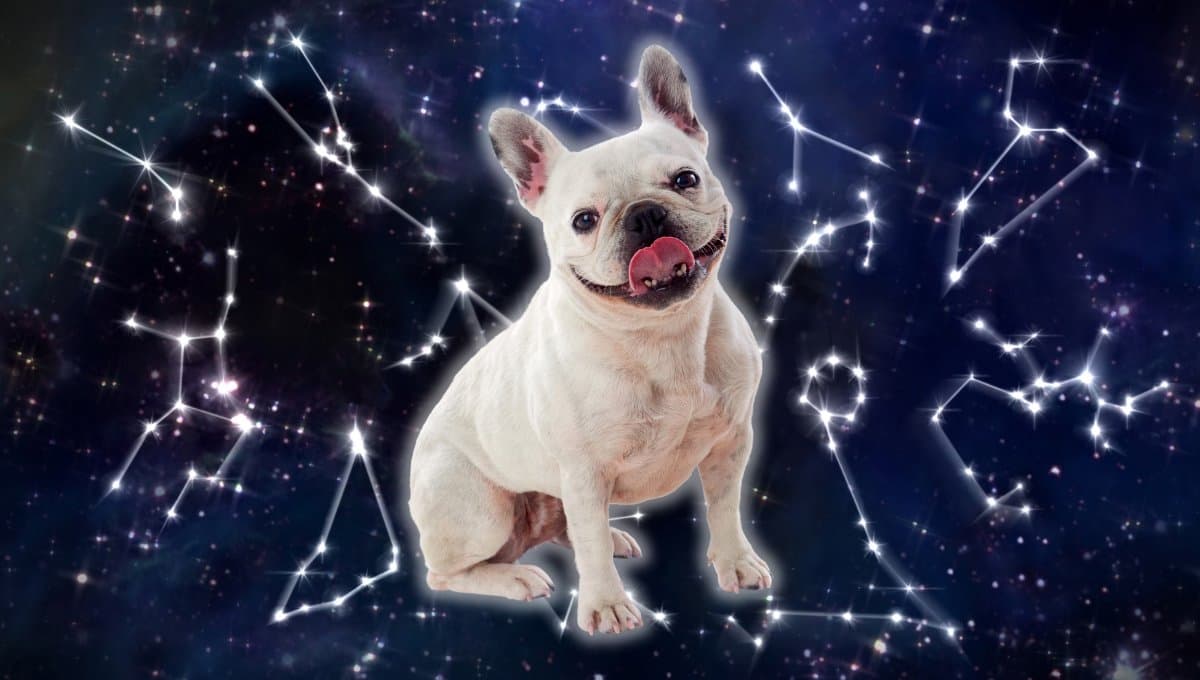 Horóscopo de tu perro: Las predicciones para tu mascota hoy martes 13 de agosto