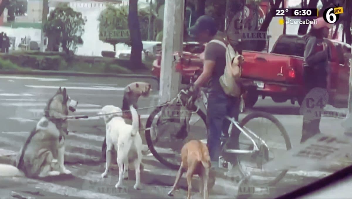 VIDEO: Captan a hombre dándole cerveza a un perro en Coyoacán