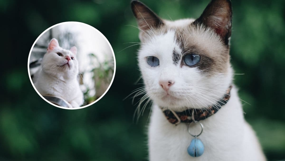 5 nombres para gatas elegantes y su significado