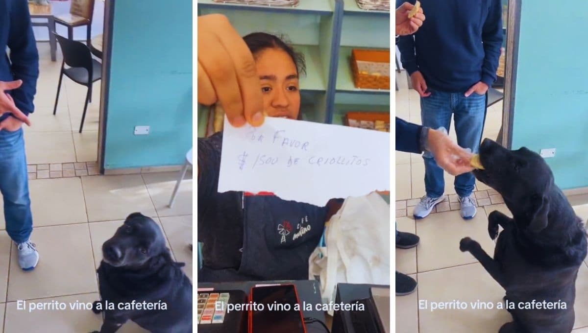 Lomito repartidor se vuelve la sensación de internet