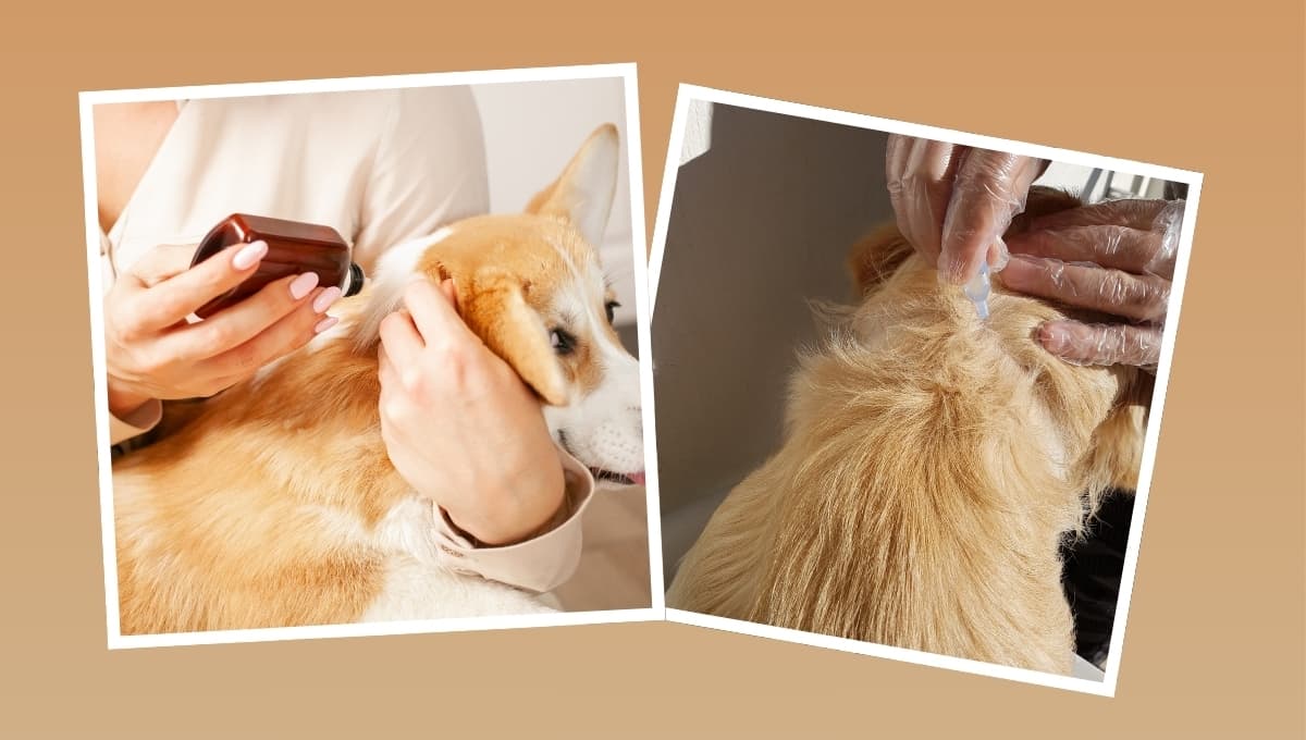 Los 3 remedios caseros para eliminar las pulgas de tu perro