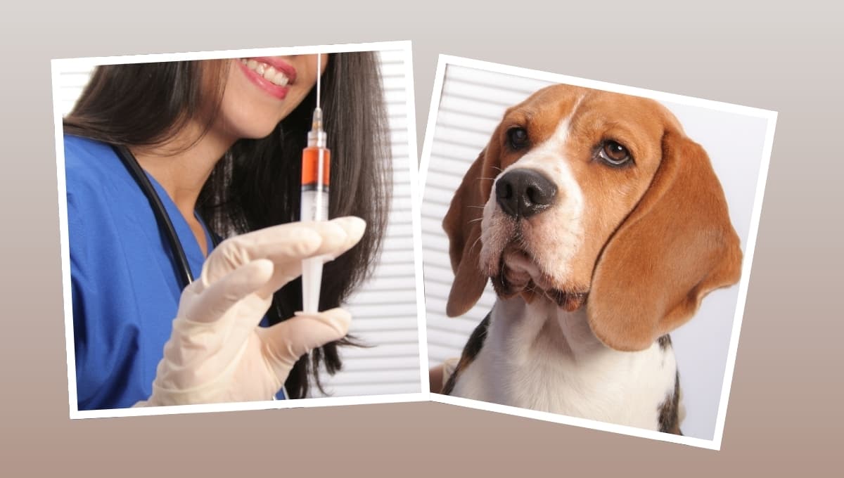 Las vacunas obligatorias para tu perro en México