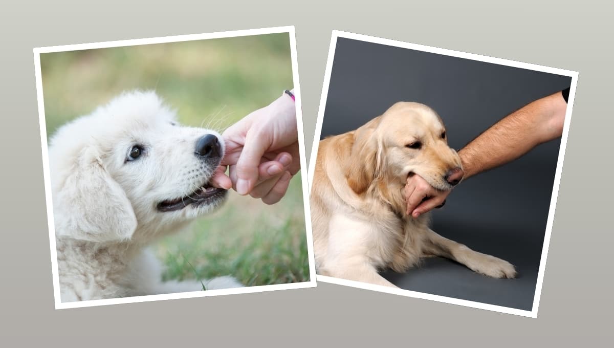¿Por qué mi perro intenta morderme?