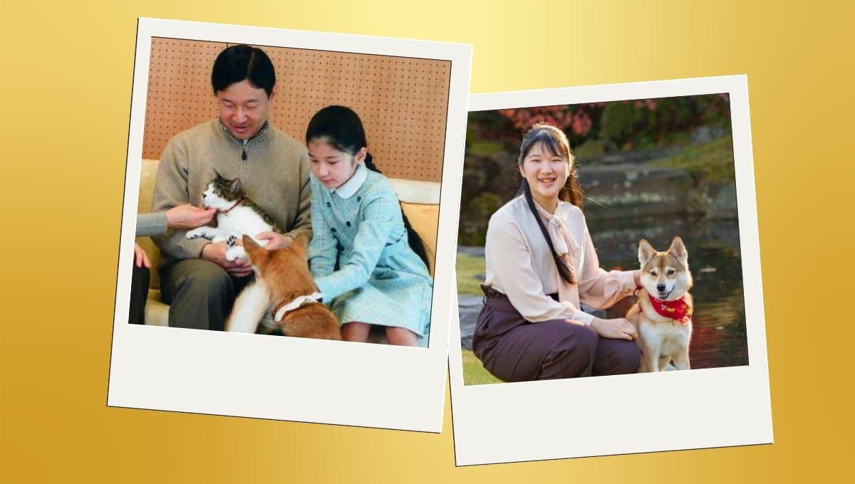 Murió Mii, el gato de la familia imperial japonesa; estos son los detalles
