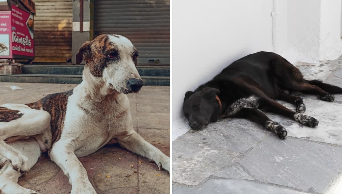 Hallan 15 perros muertos en calles de Oaxaca: esto se sabe