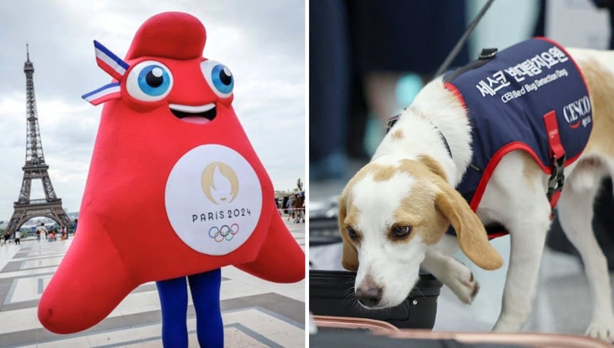 Conoce al perro que detecta chinches en atletas que participaron en París 2024