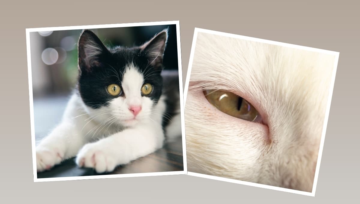 ¿Por qué mi gato lagrimea y qué hacer?