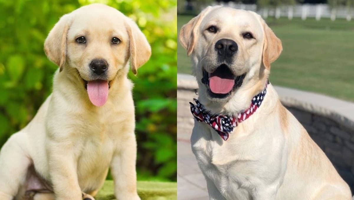 ¿Qué es lo que más le gusta a los perros labradores?