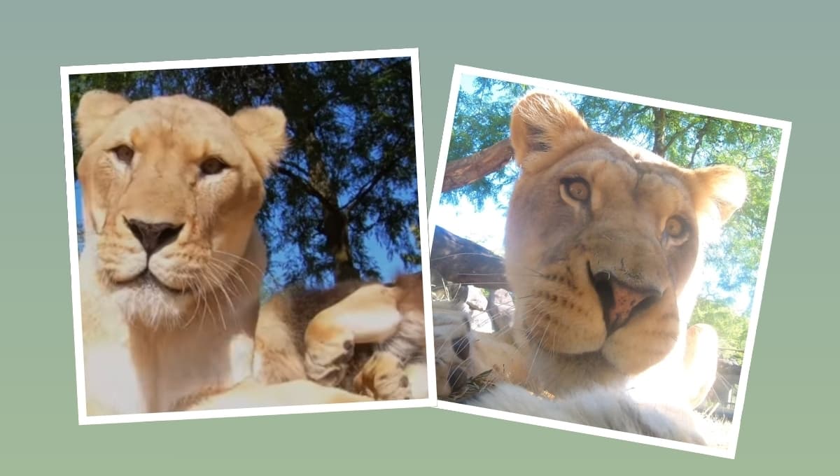 VIDEO: Le ponen una cámara a unos leones y esto pasó