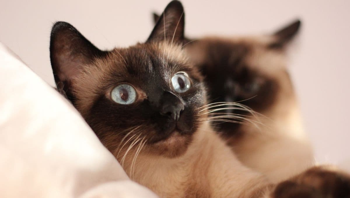 ¿Cuál es la personalidad de cada raza de gato?