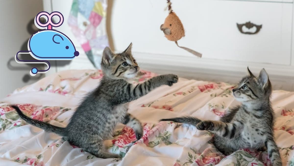 ¿Cómo hacer un juguete casero con rollo de papel para gatos? | Paso a paso