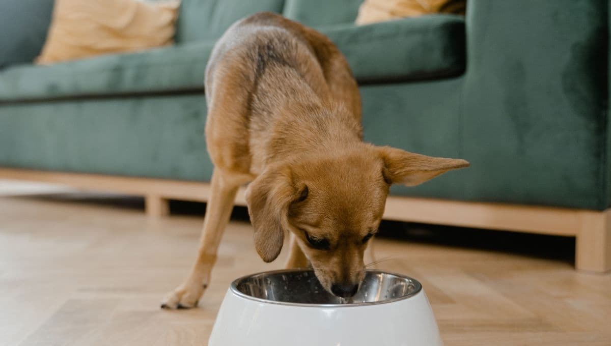 Las croquetas para perro en menos de 100 pesos y recomendadas por Profeco