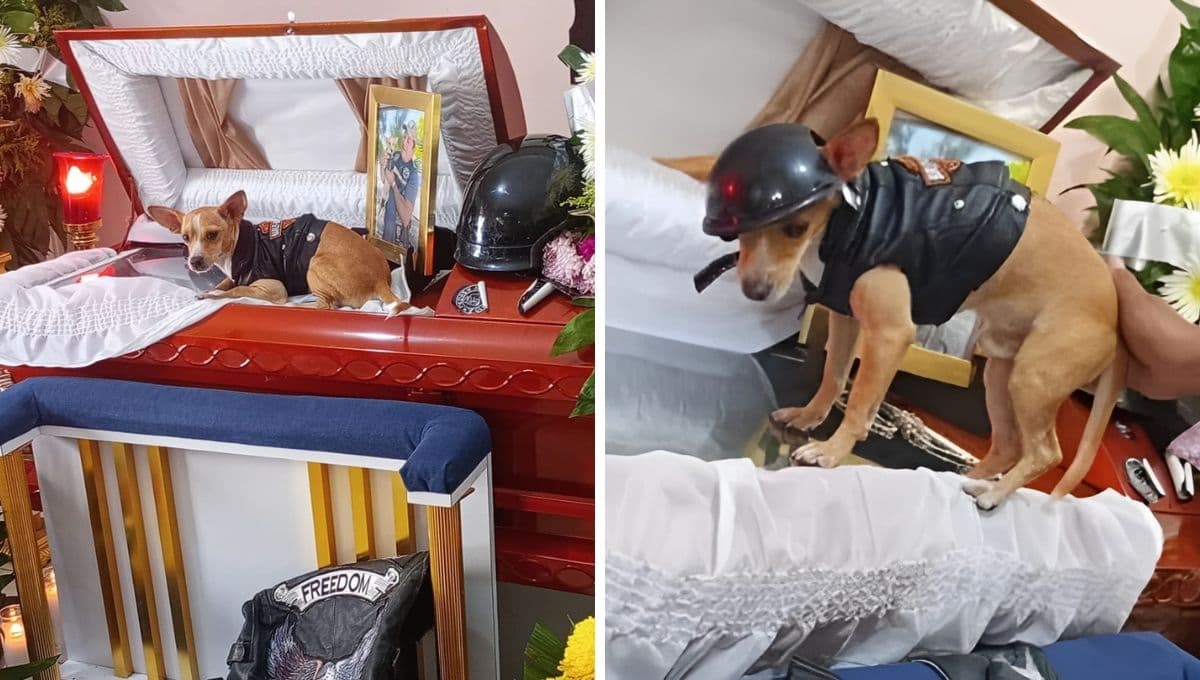Así se despidió un perro de su dueño fallecido en un accidente