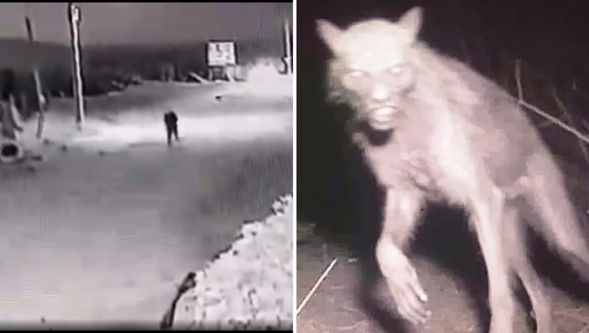 VIDEO: Captan a perro convertirse en un hombre