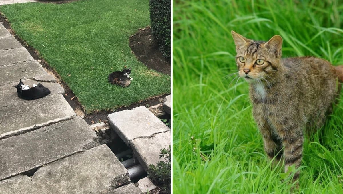 78 gatos viven el INER: ¿Por qué y cuál es su función?