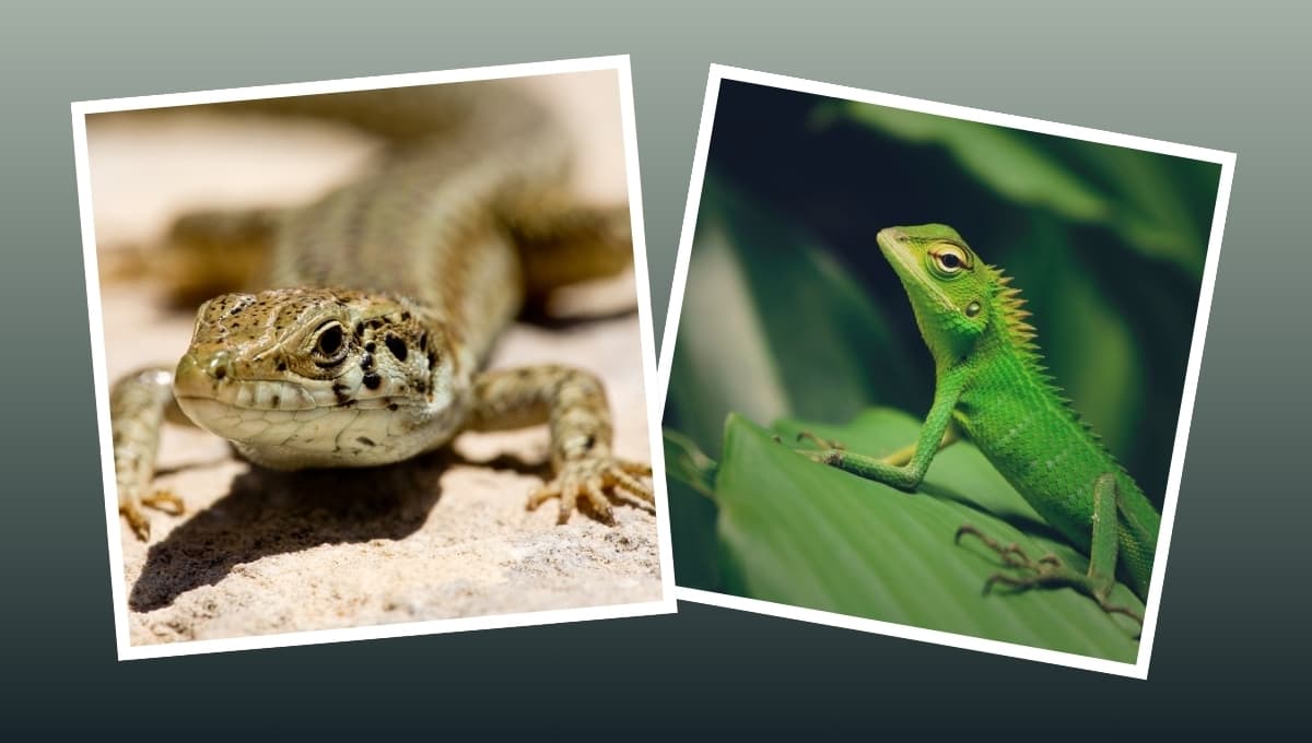 Las especies de lagartijas que puedes tener como mascota