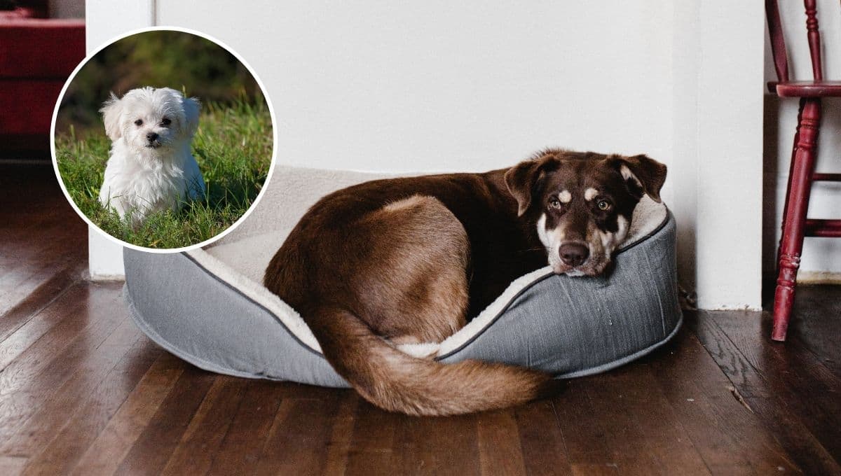 5 caracteristícas de un perro ansioso que necesita más ejercicio y atención