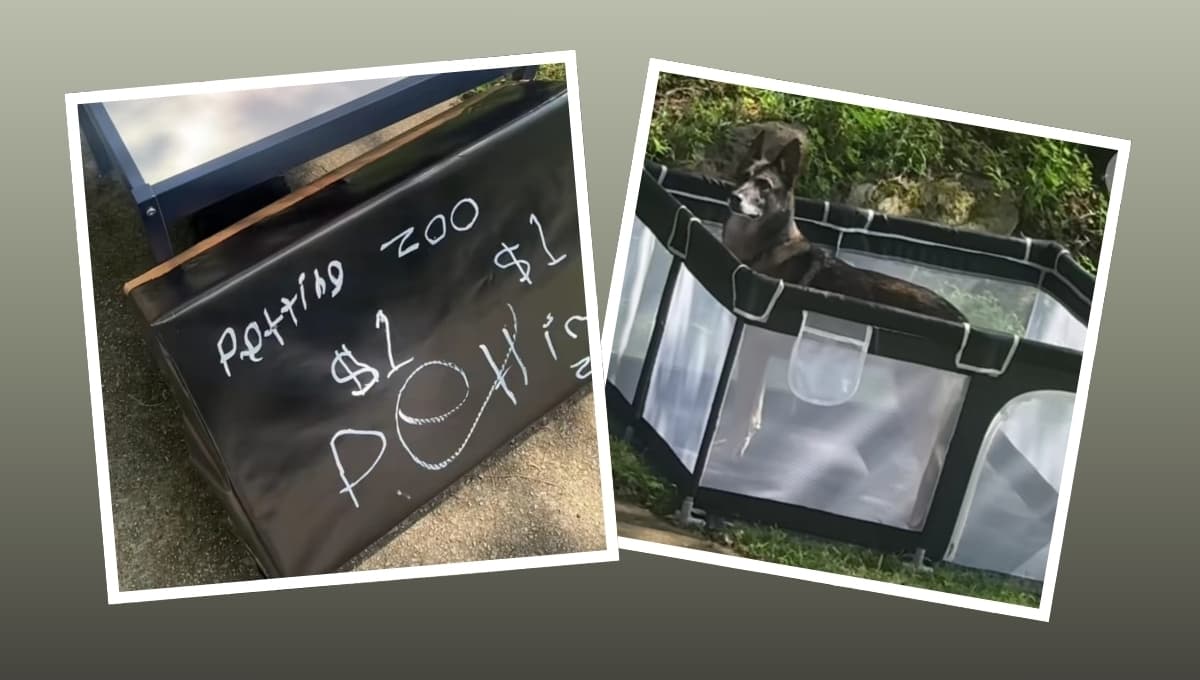 VIDEO: Niño monta zoológico de mascotas con la perrita de su vecino
