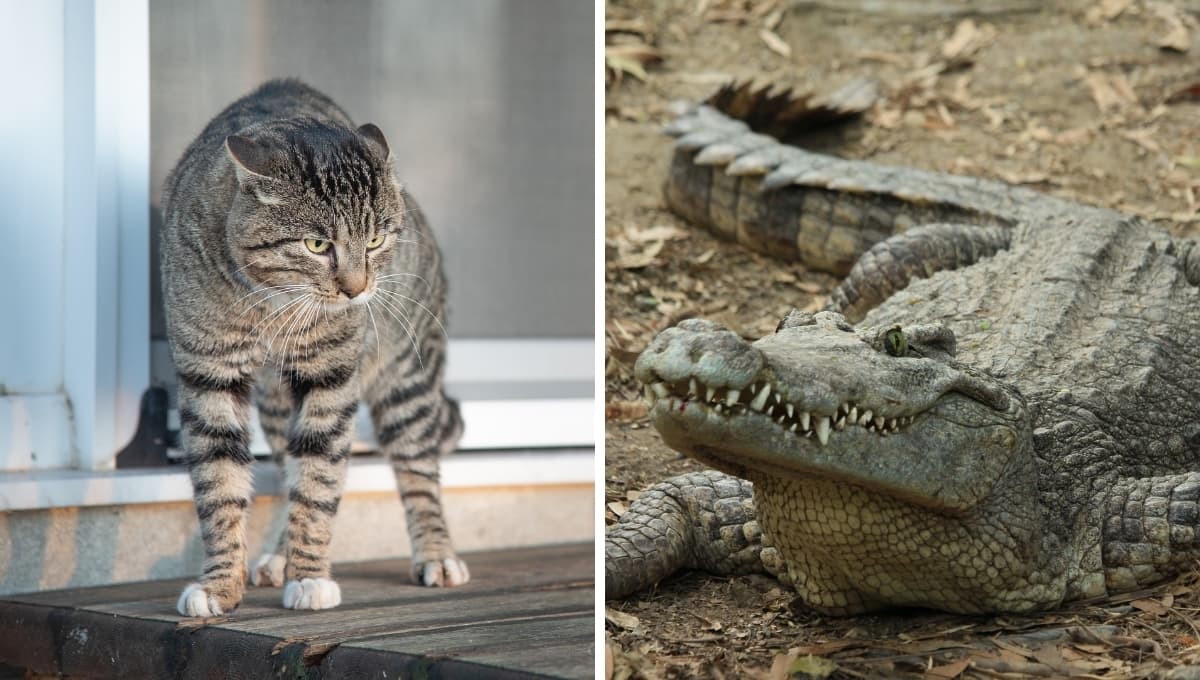 Así alertó un gato la presencia de un cocodrilo en su casa