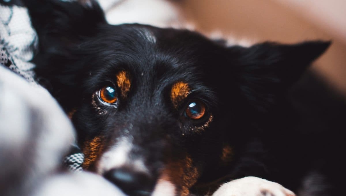 Esto es lo que pueden ver los perros y los humanos no