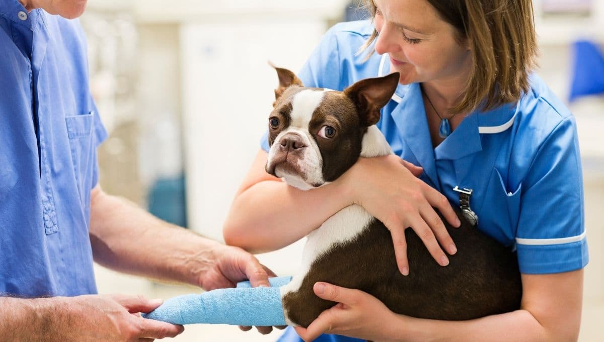 ¿Cómo elegir un buen veterinario para tu mascota?