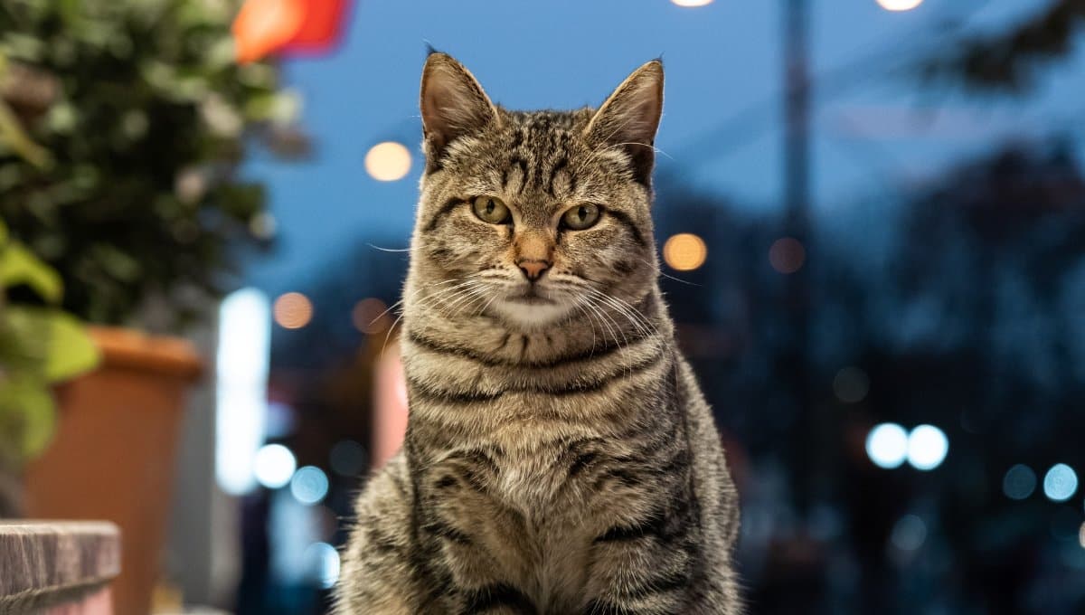 A este lugar se van los gatos cuando salen de casa, según estudio