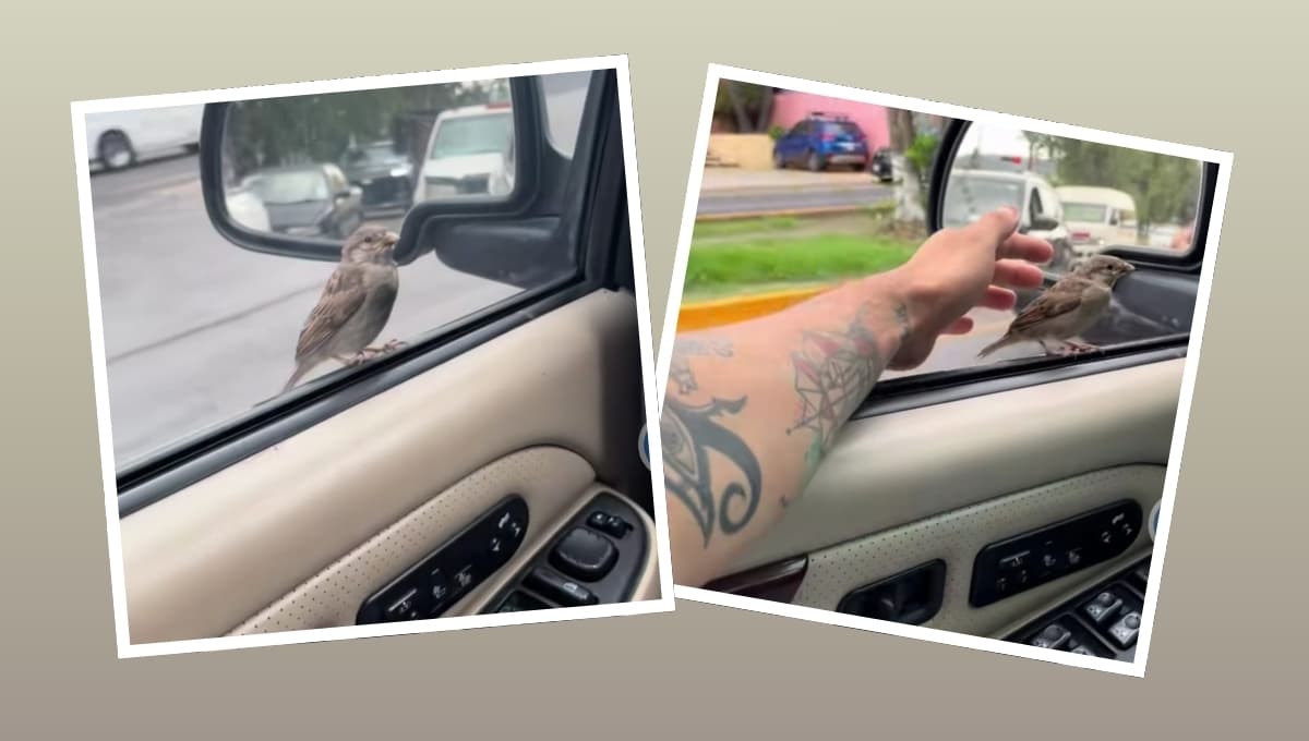 Se murió su perro y se le reapareció en forma de pajarito