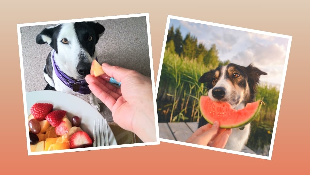 3 frutas que puede comer tu perro en este verano