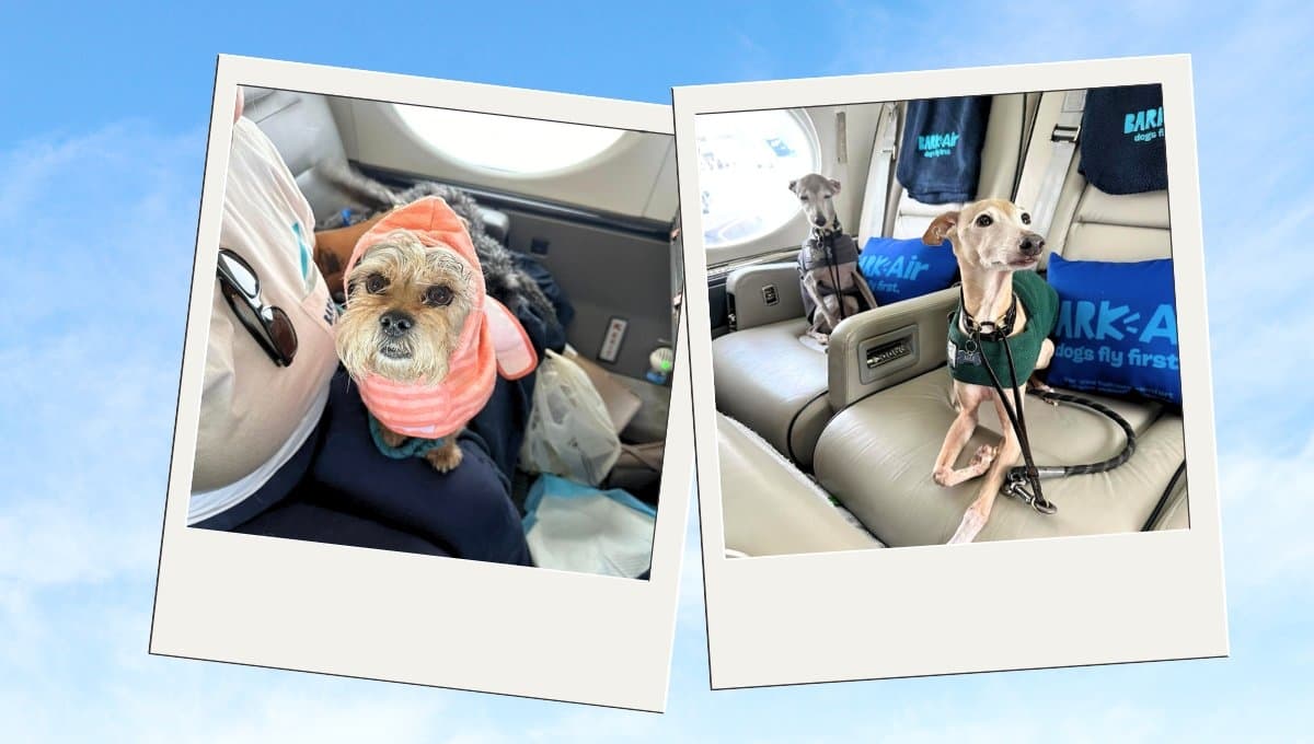 Abren aerolínea exclusiva para viajar con perros: esto es lo que debes saber