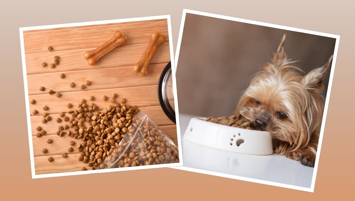 La mejor guía para comprar croquetas para tu perro