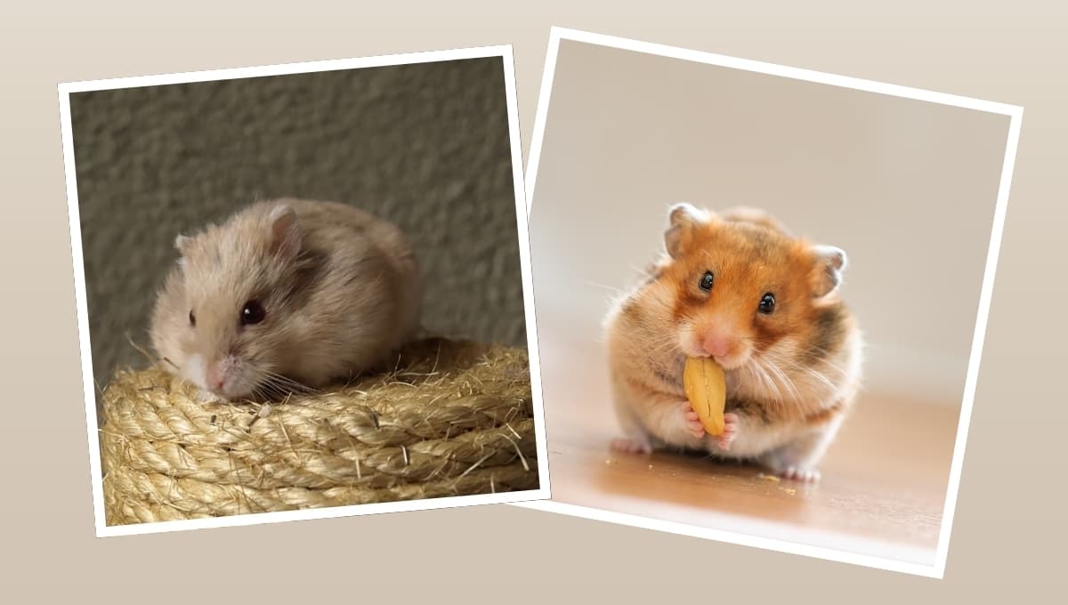 ¿Cuánto dinero necesitas para mantener a un hámster como mascota?