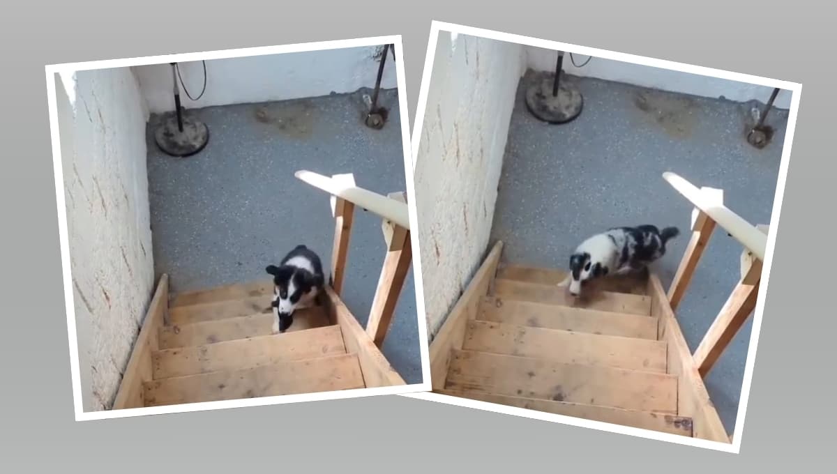 VIDEO: Perrito no puede subir escalera de madera, nunca se rinde