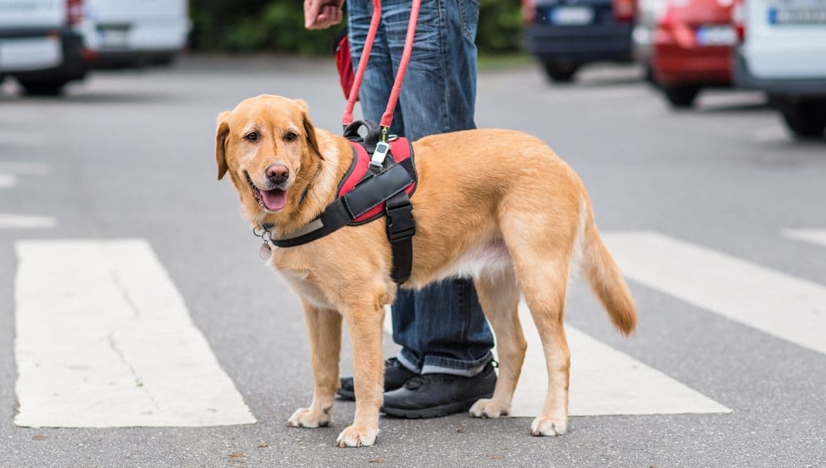 ¿Cómo tratar a un perro guía? 3 cosas que debes evitar