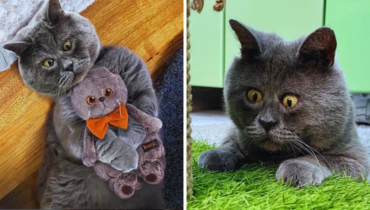El gatito con cara de sorpresa que ganó miles de seguidores en el mundo