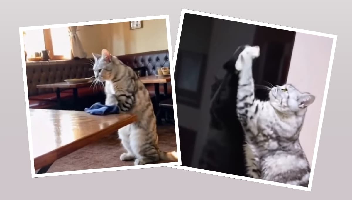 VIDEO: Gatito limpia su casa y enamora a todos