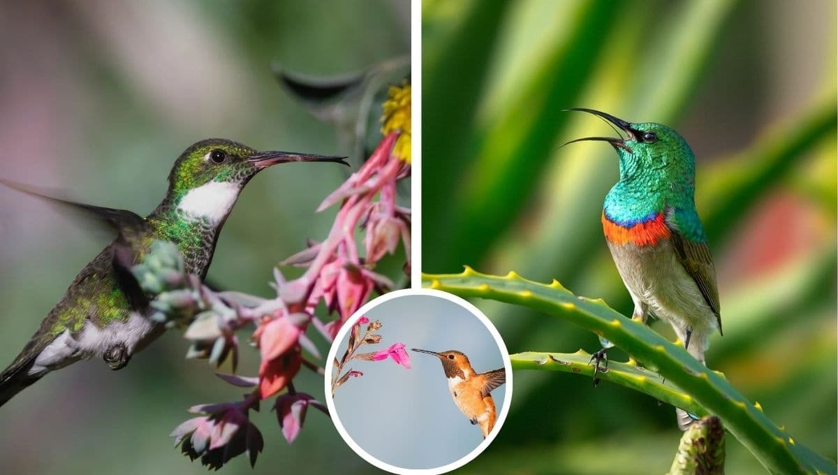 ¿Cómo llamar a un colibrí para que venga al jardín?