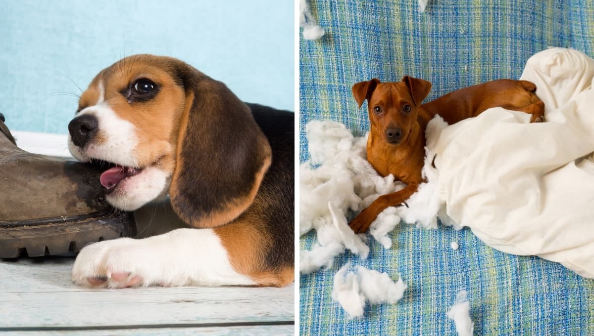 ¿Qué enfermedad tiene tu perro si se come todo?