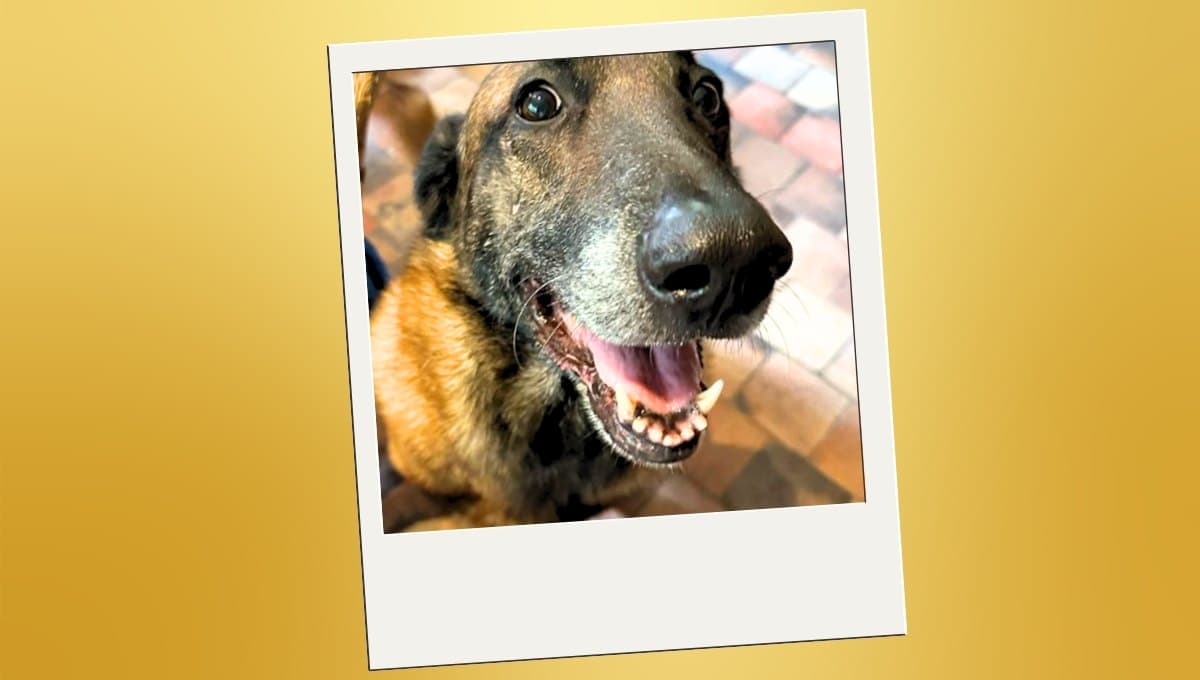 ¿Quién es el actor que pidió ser enterrado con su perro? Exigió sacrificar a su mascota