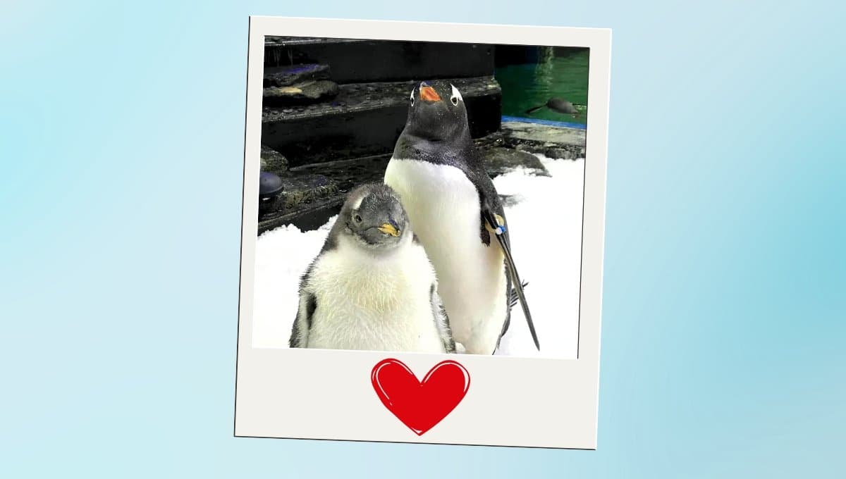 Muere a los 11 años Sphen, el famoso pingüino gay australiano