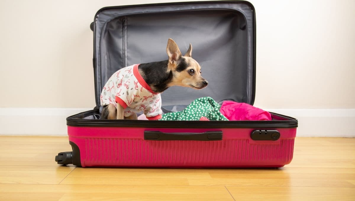 Mexicana de Aviación ofrece este descuento en viajes con mascotas