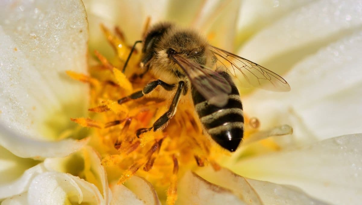 ¿Qué pasaría si las abejas se extinguen?
