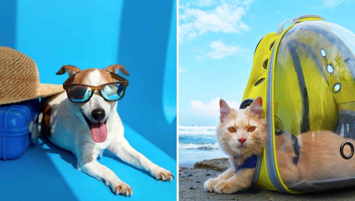 5 consejos para cuidar la salud de tu mascota durante un viaje
