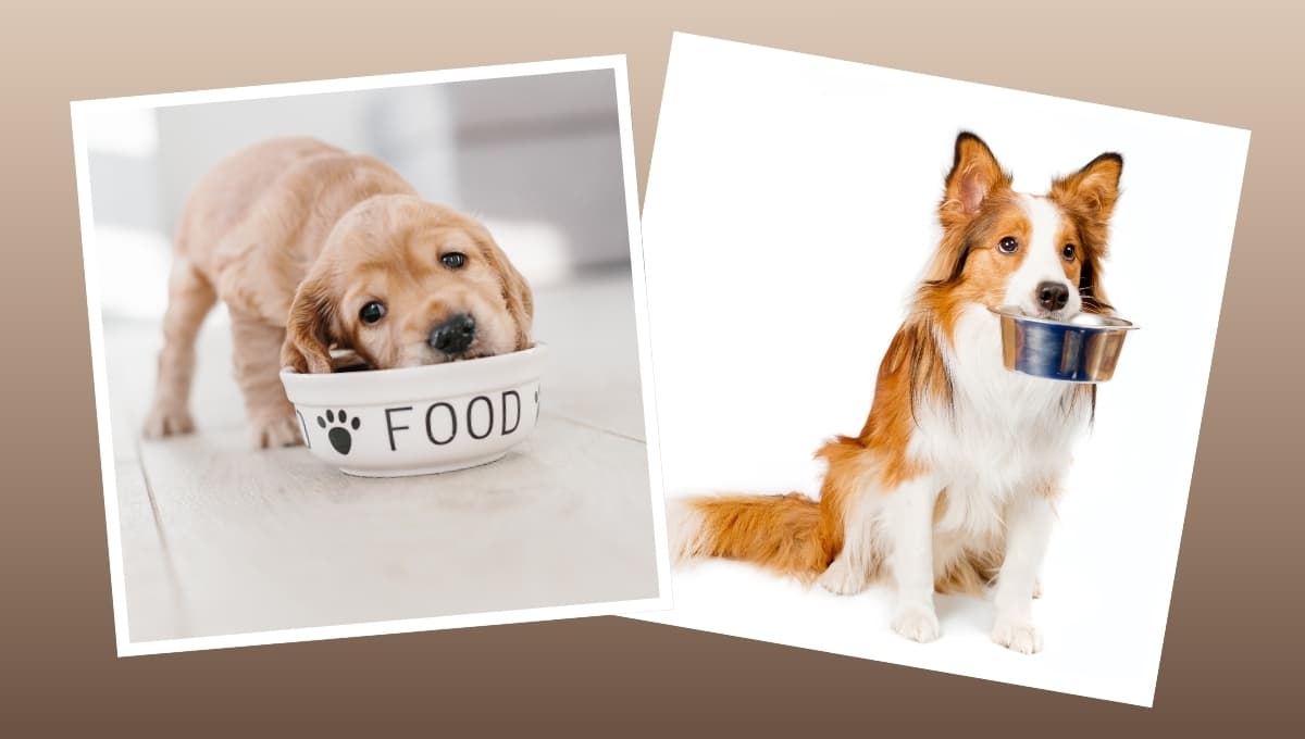La razón por la que debes lavar el plato de tu perro todos los días