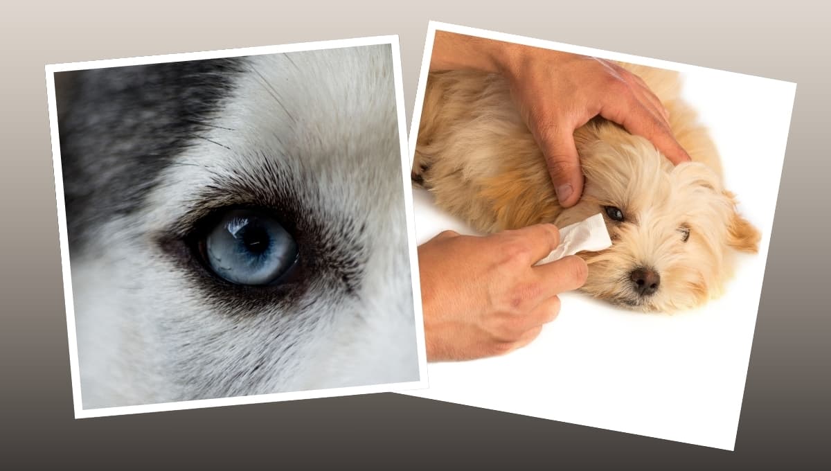 El truco para quitarle las lagañas a tu perro sin incomodarlo