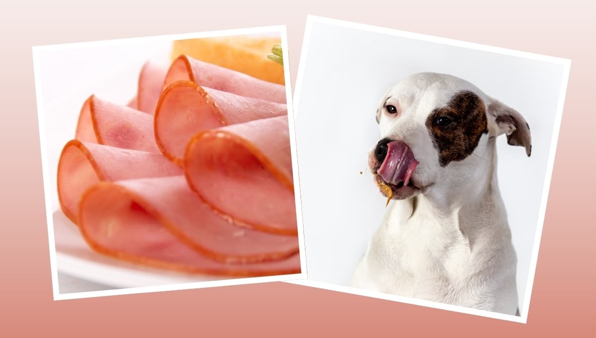 El alimento que jamás debes darle a tu perro