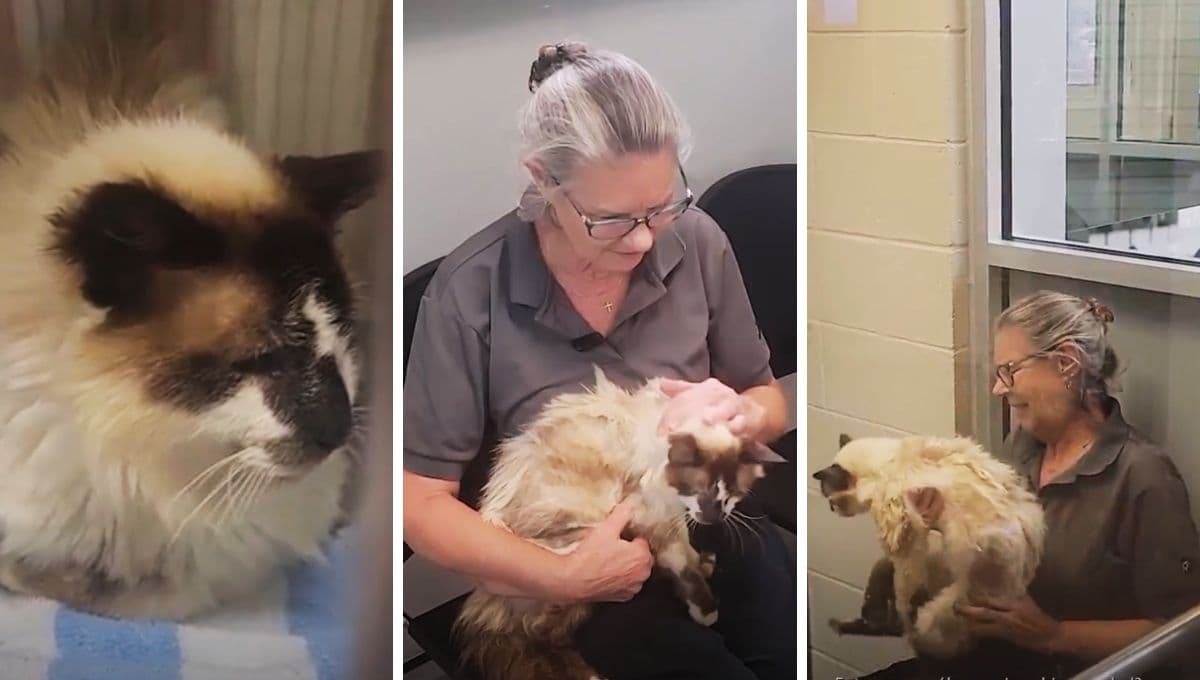 Gato perdido por 11 años se reencuentra con su dueña; así fue el momento