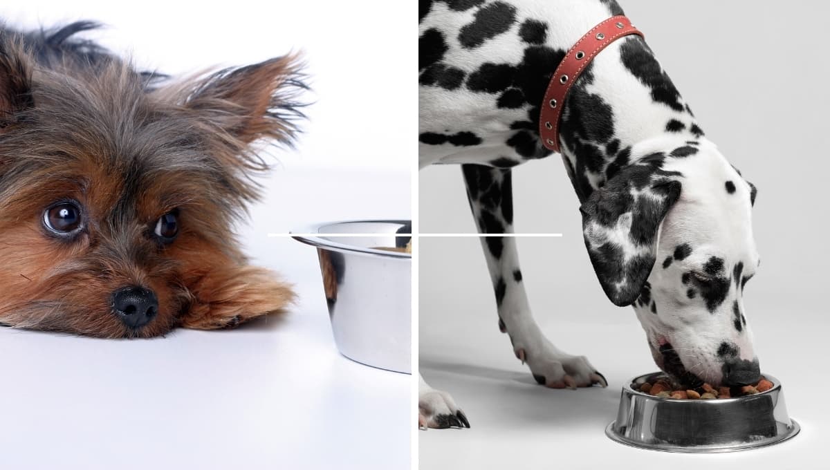 ¿Por qué mi perro no quiere comer?
