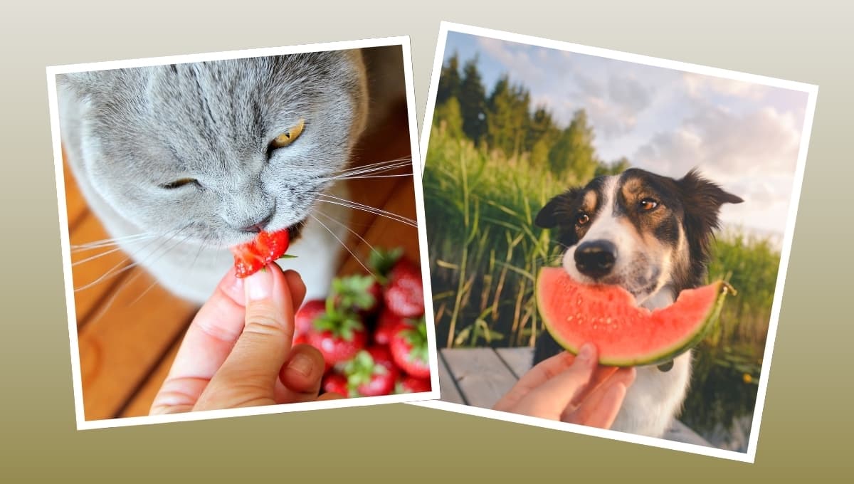 ¿Cómo incluir frutas y verduras en la alimentación de tu mascota?