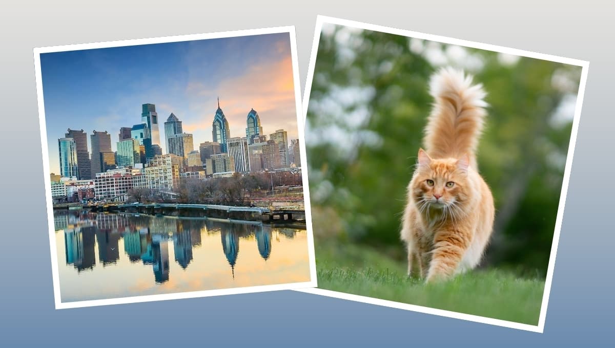 Las 10 mejores ciudades para tener un gato en Estados Unidos