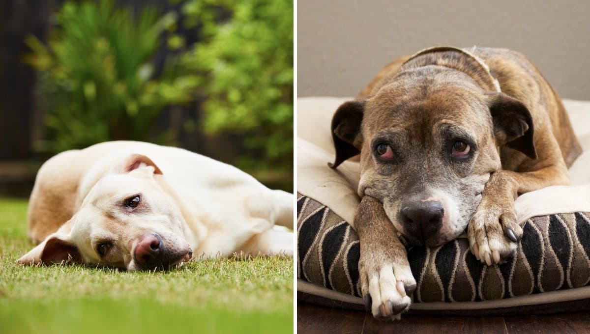 3 cosas que desaniman y ponen triste a tu perro